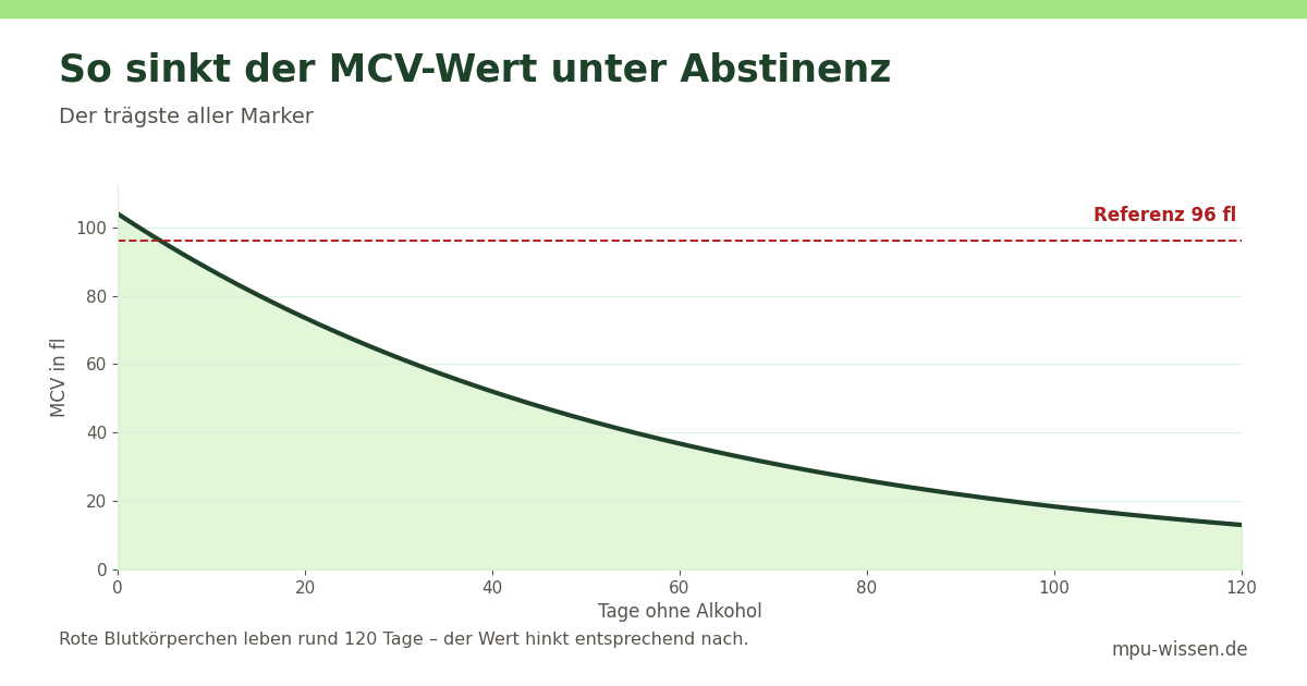 So sinkt der MCV-Wert unter Abstinenz – Der trägste aller Marker